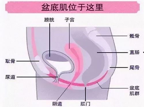 盆底修复视频,揭秘产后康复的秘密