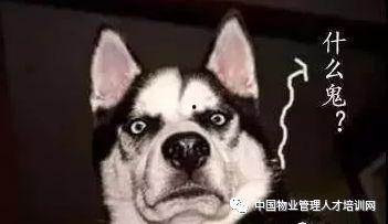 人日狗视频,捕捉日常温馨瞬间