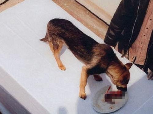 人日狗视频,捕捉日常温馨瞬间