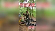 野狼视频在线,探索未知，畅游虚拟世界