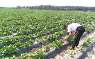 红薯种植视频,从播种到收获的实用指南