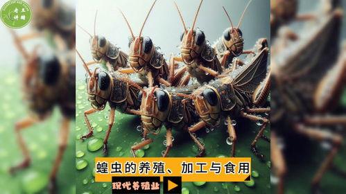 蚂蚱养殖视频,视频带你走进生态养殖新领域