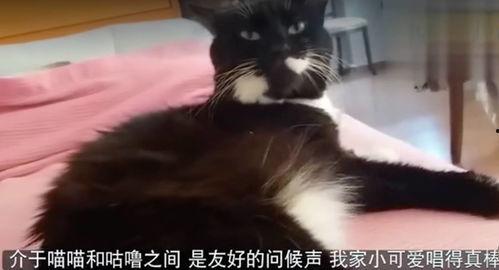 小猫叫声视频,揭秘小猫叫声背后的情感密码