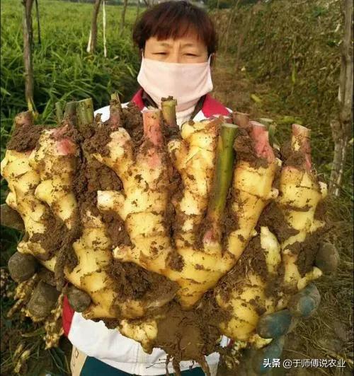 种生姜视频,从播种到收获