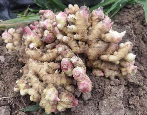 种生姜视频,从播种到收获