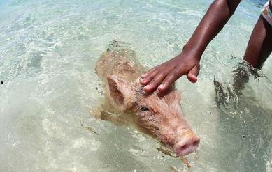 猪游泳视频,一场欢乐的游泳盛宴