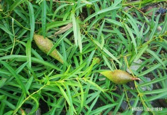 今日猫瓜草价格,涨跌波动一览无遗