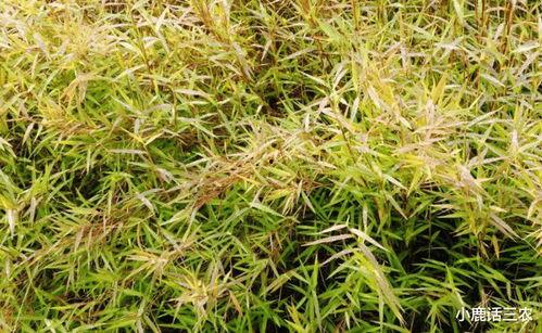 今日猫瓜草价格,涨跌波动一览无遗