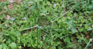 今日猫瓜草价格,涨跌波动一览无遗