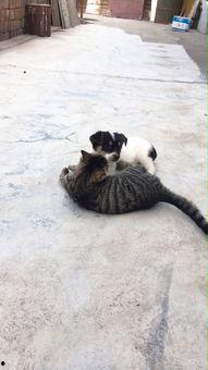 狗和猫打架视频,一场宠物间的激烈对决