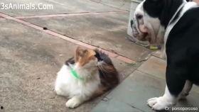 狗和猫打架视频,一场宠物间的激烈对决