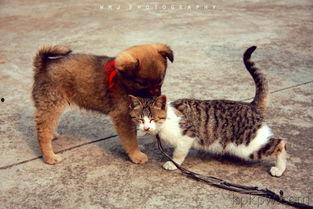 狗和猫打架视频,一场宠物间的激烈对决