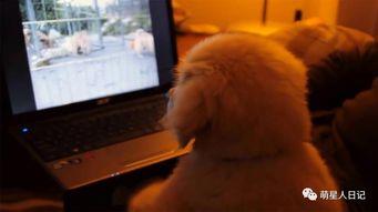 毛视频免费观看,解锁无限观影乐趣