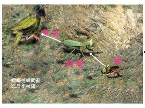 螳螂捕蝉视频,自然界中的生存智慧瞬间