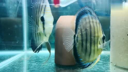 神仙鱼视频,视频中的奇幻水族世界