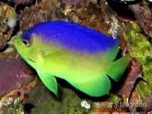 神仙鱼视频,视频中的奇幻水族世界