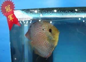 神仙鱼视频,视频中的奇幻水族世界