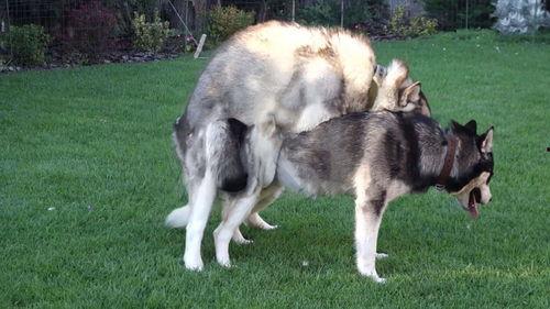 动物 交配 视频,自然界的繁衍奇观