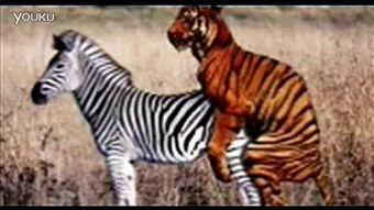 动物 交配 视频,自然界的繁衍奇观