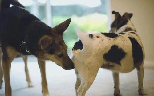 动物 交配 视频,自然界的繁衍奇观