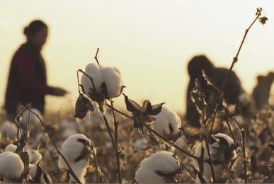 摘棉花视频,视频揭秘高效摘棉技术