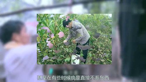 摘棉花视频,视频揭秘高效摘棉技术