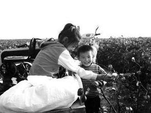 摘棉花视频,视频揭秘高效摘棉技术