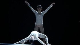 老鼠舞蹈视频,老鼠版舞蹈视频走红网络