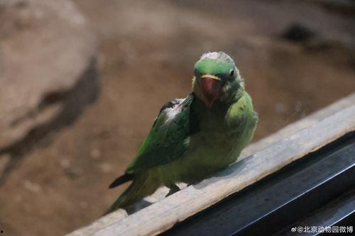 鹦鹉的视频,智慧鸟儿的多彩生活瞬间