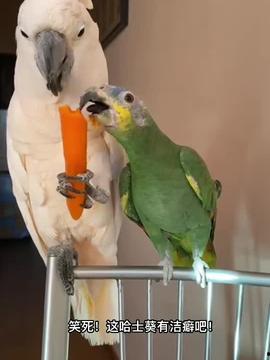 鹦鹉的视频,智慧鸟儿的多彩生活瞬间