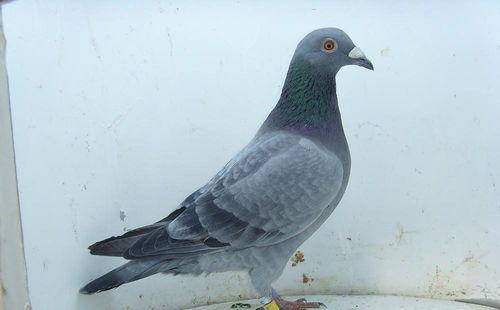 鸽子下蛋视频,孵化新生命的奇妙过程