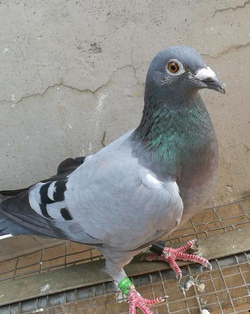 鸽子下蛋视频,孵化新生命的奇妙过程