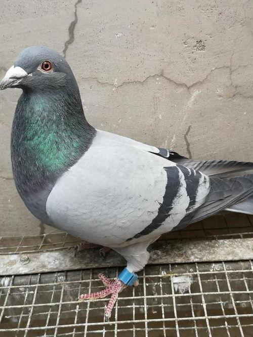 鸽子下蛋视频,孵化新生命的奇妙过程