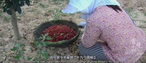摘花椒视频,揭秘摘花椒的精彩瞬间