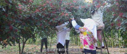 摘花椒视频,揭秘摘花椒的精彩瞬间