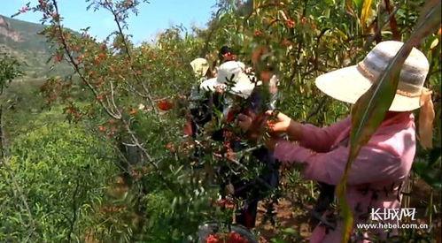 摘花椒视频,揭秘摘花椒的精彩瞬间
