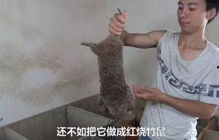 竹鼠视频,趣味视频带你走进神秘世界