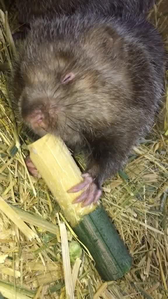 竹鼠视频,趣味视频带你走进神秘世界