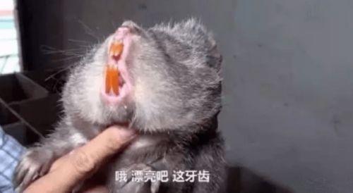 竹鼠视频,趣味视频带你走进神秘世界