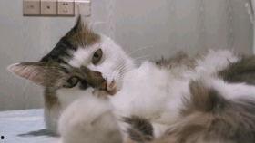 麦溜子鸟叫声视频,揭秘自然界的和谐旋律