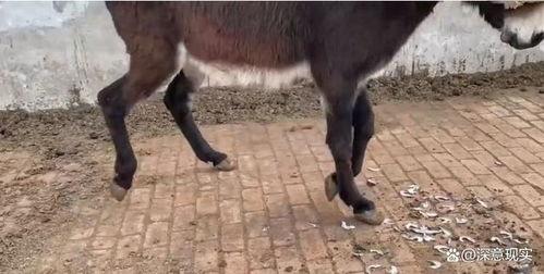 小毛驴的视频,小毛驴的欢乐冒险之旅