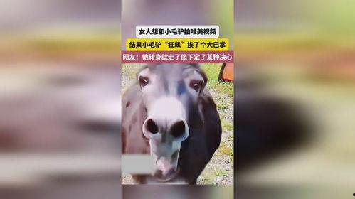 小毛驴的视频,小毛驴的欢乐冒险之旅