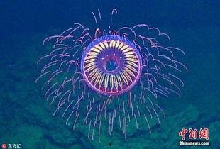 烟花水母视频,绚烂深海奇观揭秘