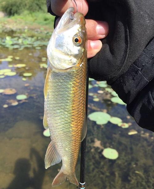 钓马口鱼视频,跟随视频学钓技