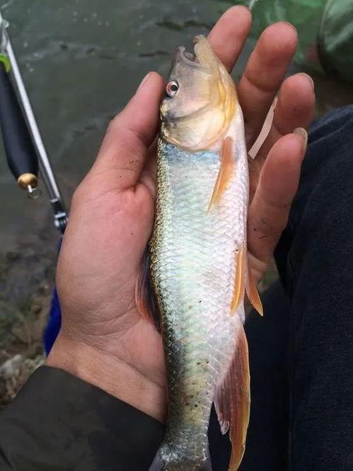 钓马口鱼视频,跟随视频学钓技