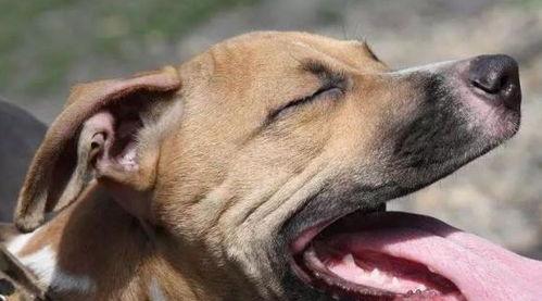 狗叫声视频,一场温馨的家园交响曲