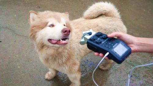 狗叫声视频,一场温馨的家园交响曲