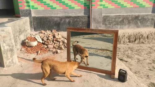 狗叫声视频,一场温馨的家园交响曲