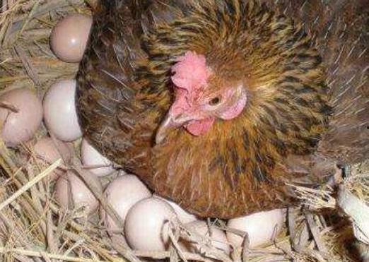 孵小鸡的视频,见证生命奇迹的温馨瞬间