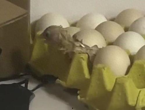 孵小鸡的视频,见证生命奇迹的温馨瞬间